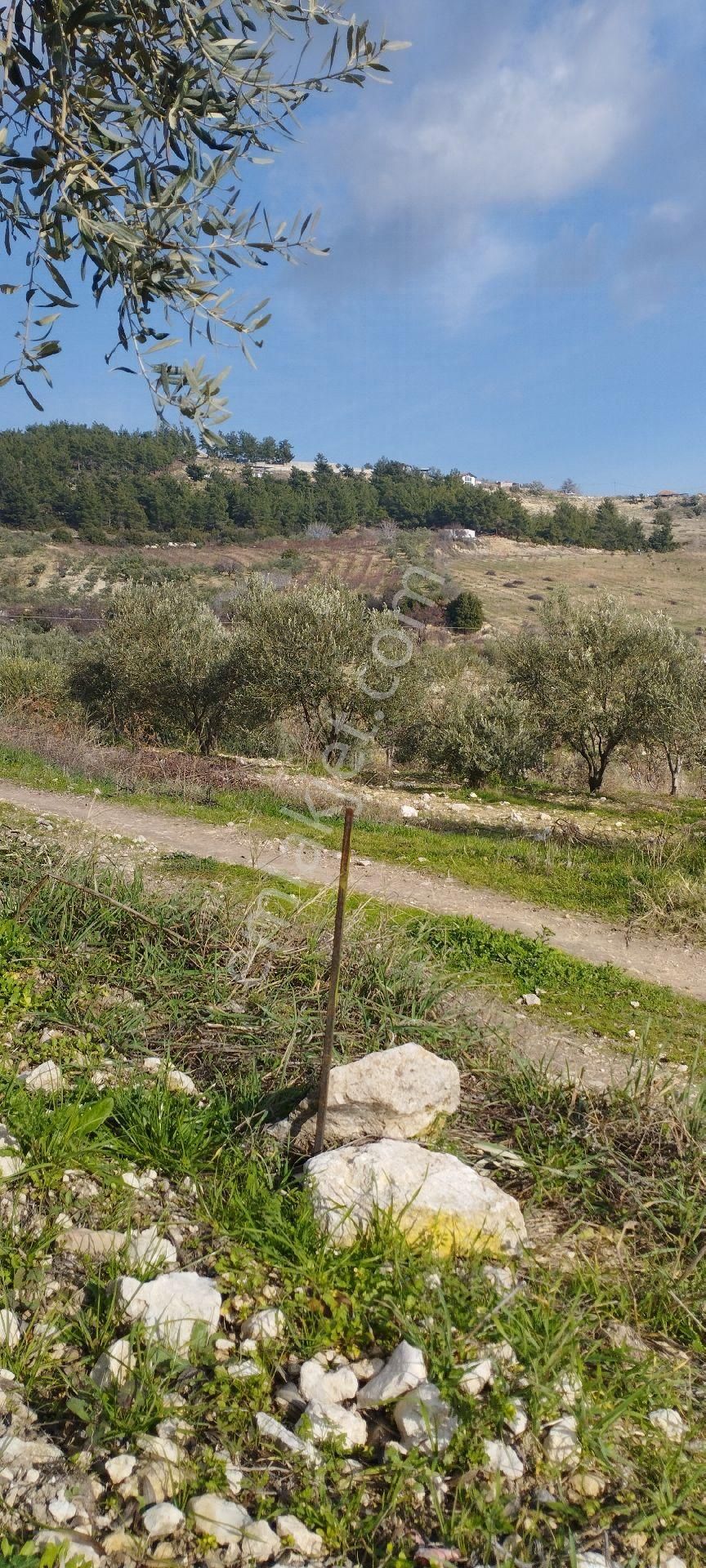 Şehzadeler Sancaklıçeşmebaşı Satılık Zeytinlik Manisa S. Çeşmebaşı Mah. Satılık Zeytinlik