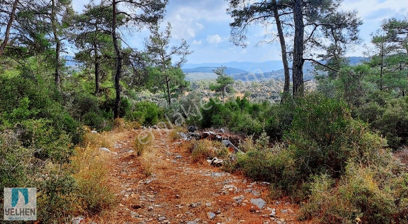 Milas Kalınağıl Satılık Zeytinlik Milas Kalınağıl Köyünde Zeytinlik