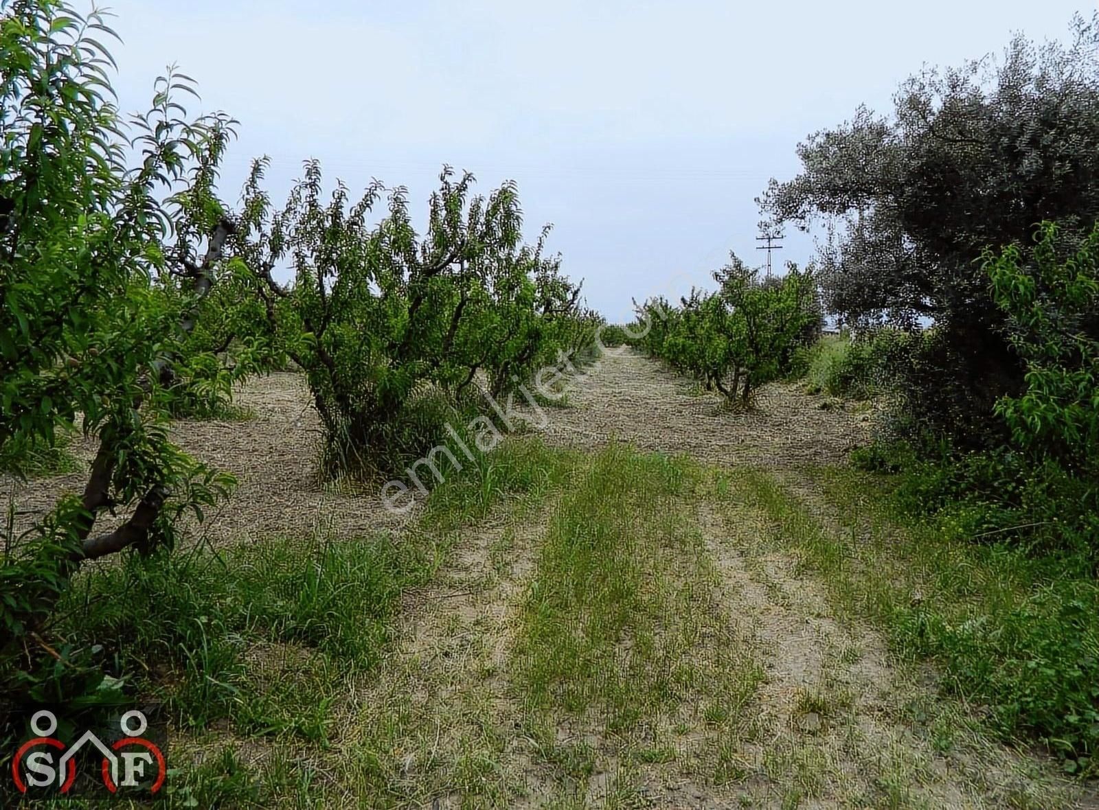 Turgutlu İzzettin Satılık Tarla Manisa Turgutlu Yolun Yakın 14.708 M² Satılık Şeftali Bahçesi