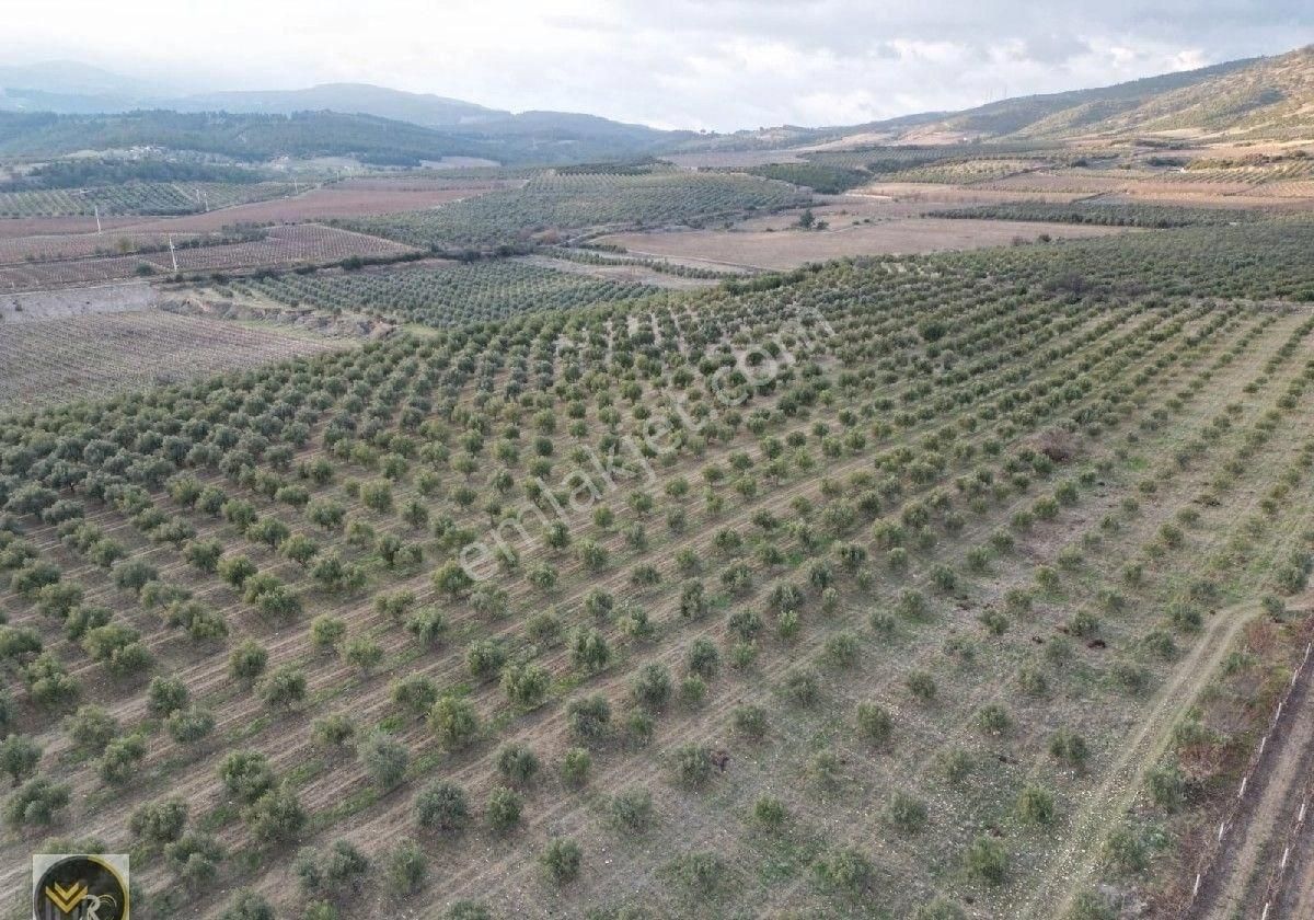 Buldan Doğan Satılık Bağ & Bahçe Mirac Emlaktan Denizli Buldanda 7000 M2 Zeytinlik Satılıktır