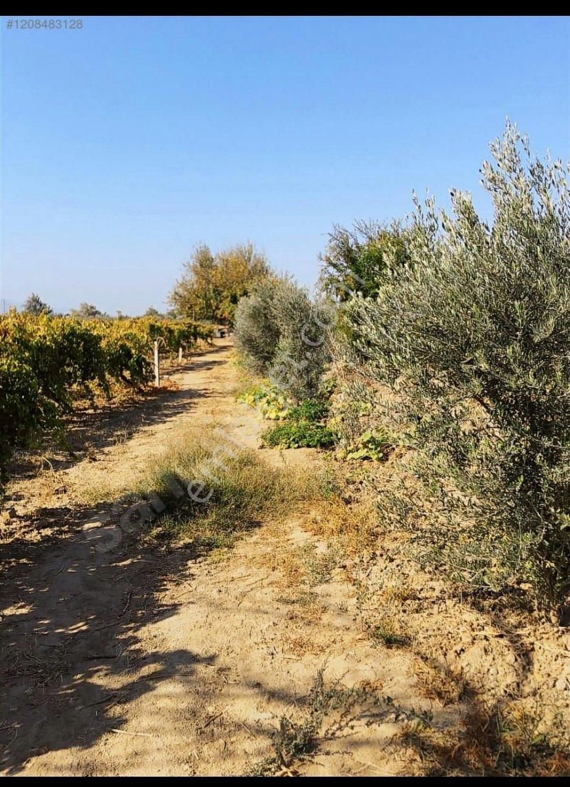 Alaşehir Kemaliye Satılık Bağ & Bahçe Satılık Bağ