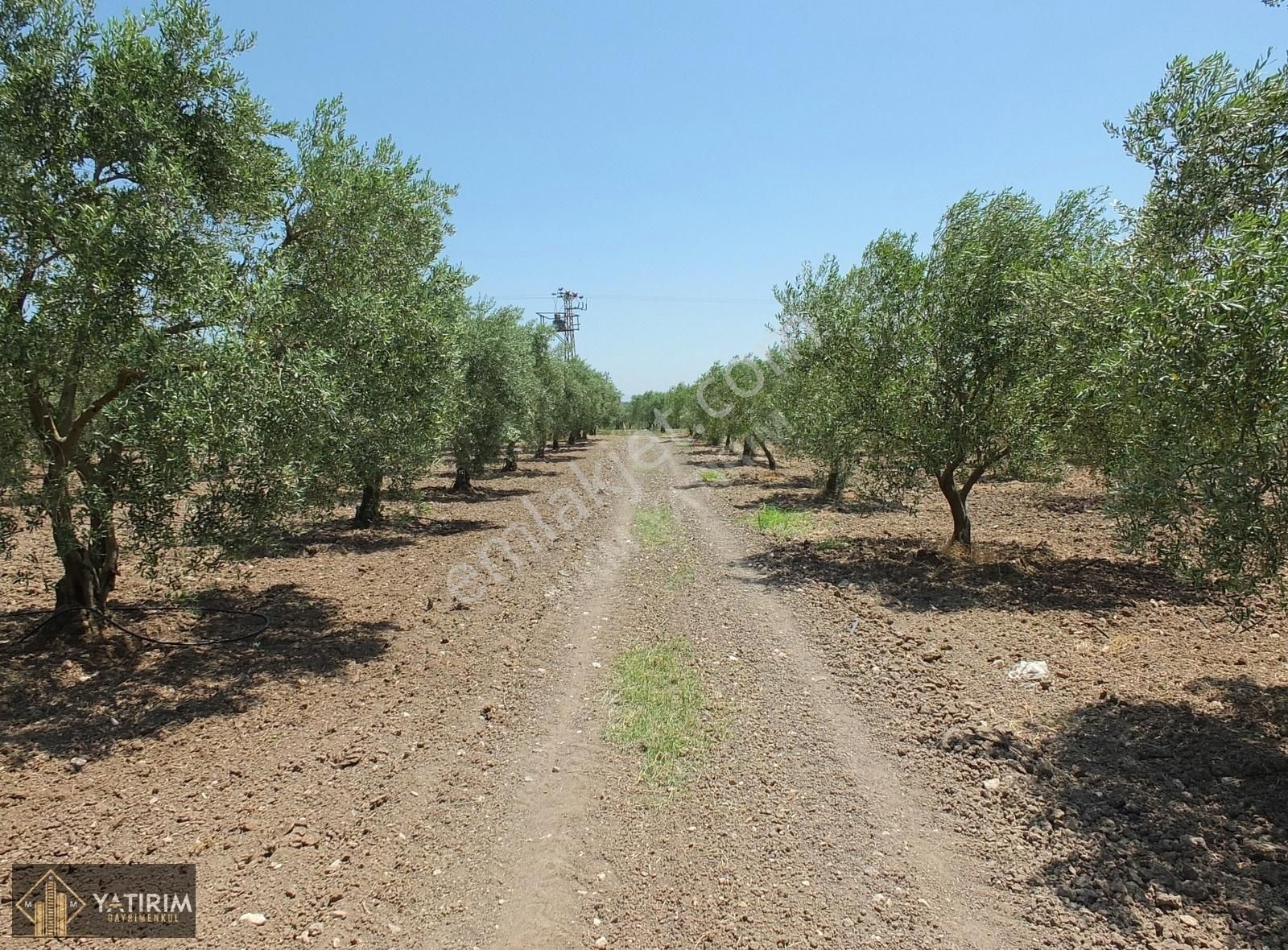 Akhisar Dereköy Satılık Tarla Akhisar Dereköy Kadastral Yolu Olan 4.300m2 Trilye Bahçesi