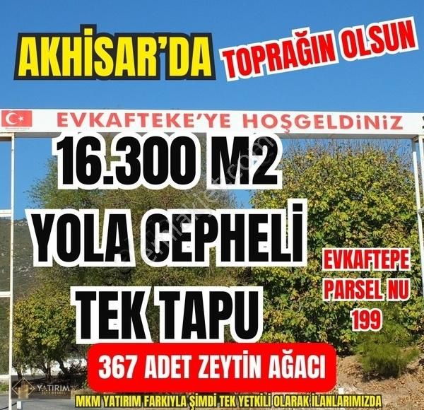 Akhisar Evkafteke Satılık Zeytinlik Efkafteke Kadastral Yol Üzerinde 16300 M2 Zeytinlik