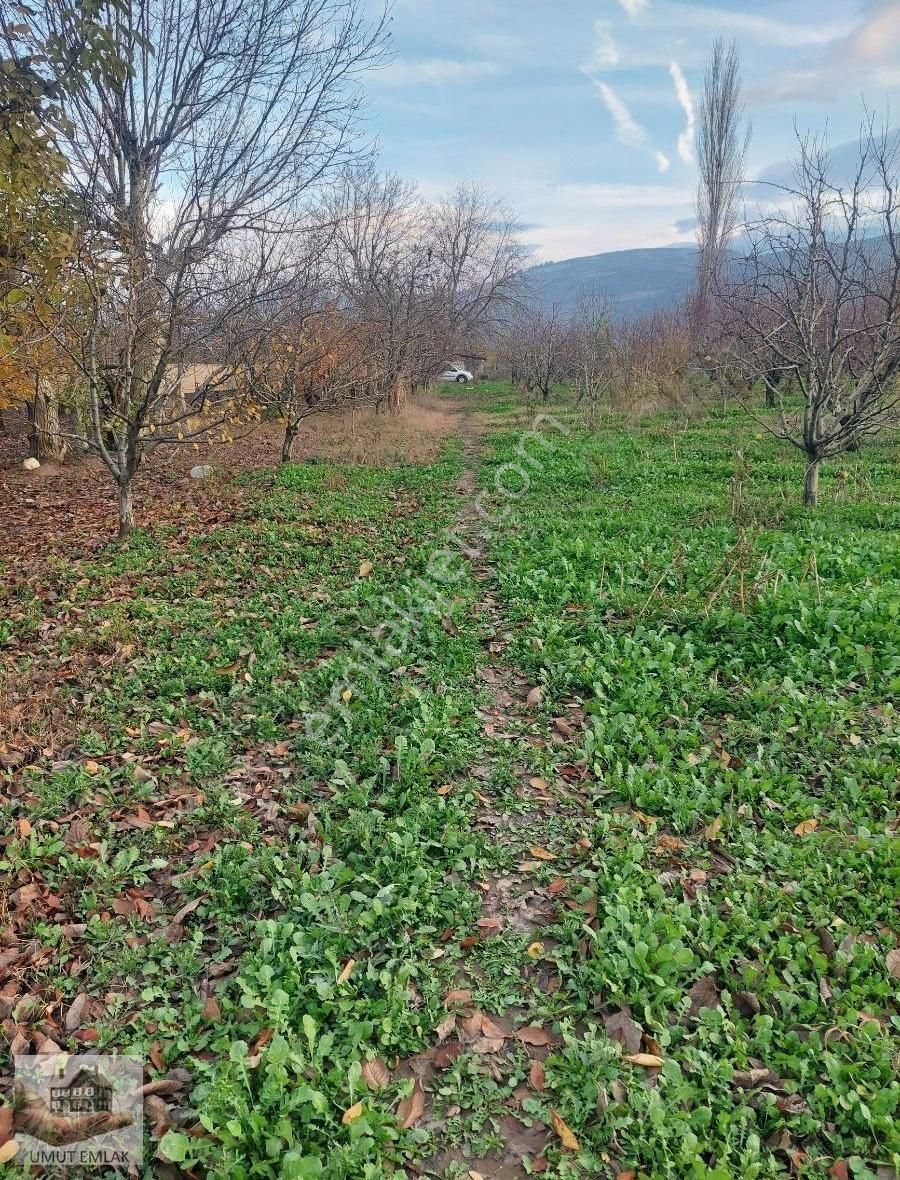 Gürsu Adaköy Satılık Tarla Adaköy Tapulu Kanalda Satılık Bahçe