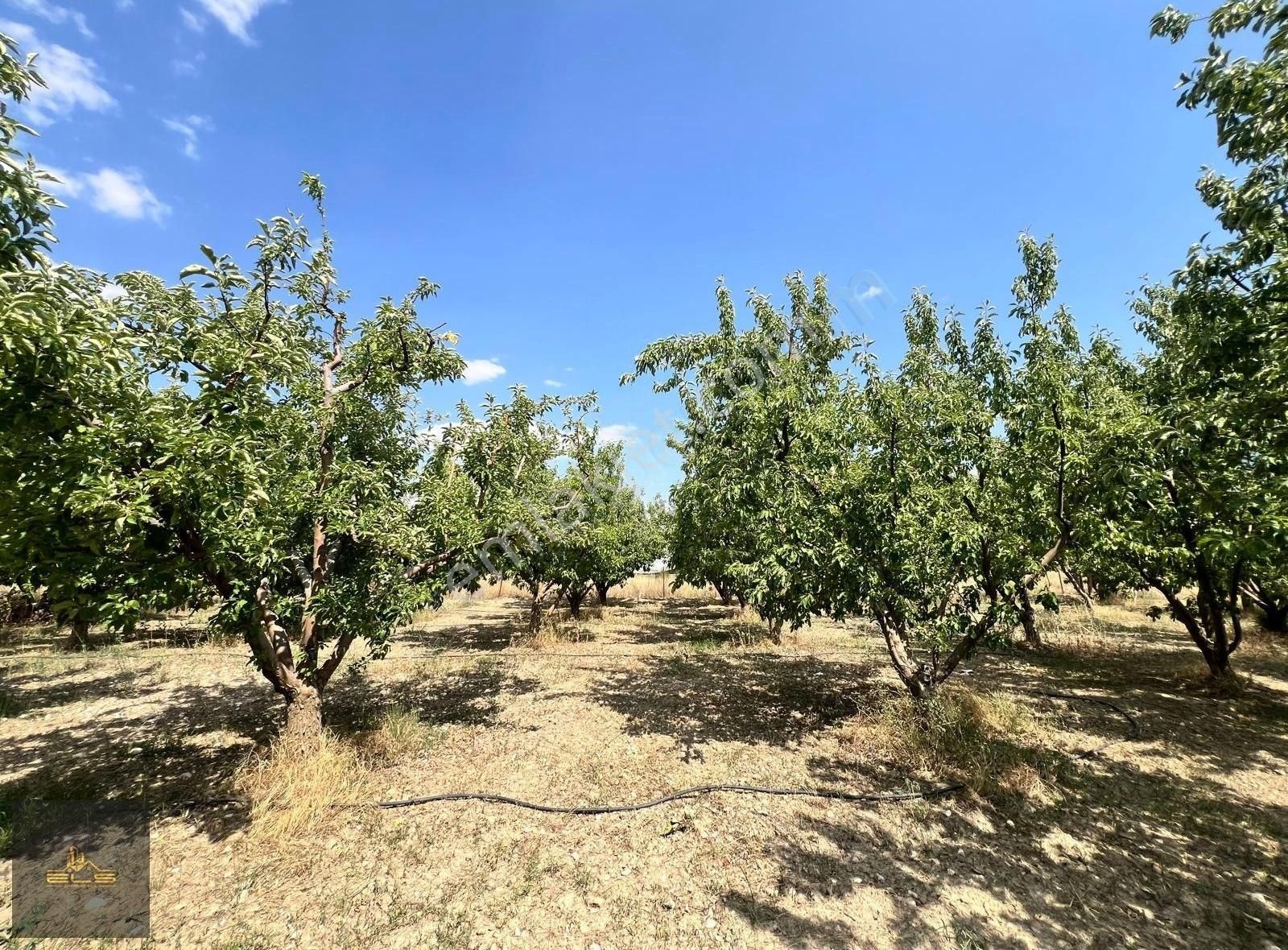 Kaş Yaylakılınçlı Satılık Tarla Antalya Kaş'ta 1568 M2 Anayol Yakını Tek Tapu Elma Bahçesi