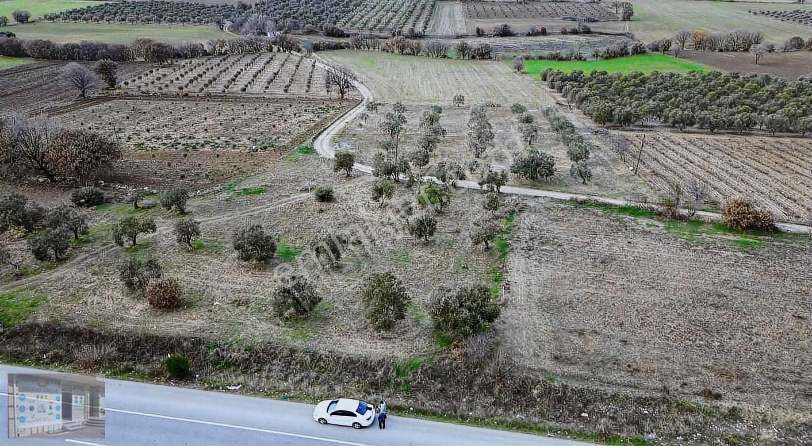 Çanakkale Merkez Erenköy Köyü (Merkez) Satılık Zeytinlik Çanakkale Merkez Erenköy Ana Yol Üzerinde Zeytinlik Satılık