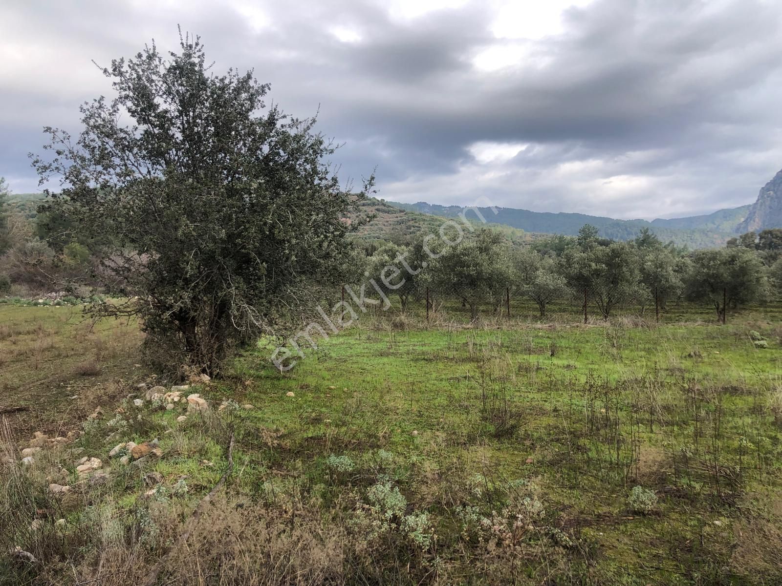 Muğla Ula Karbörtlen De Fırsat Arazi - Görsel 6