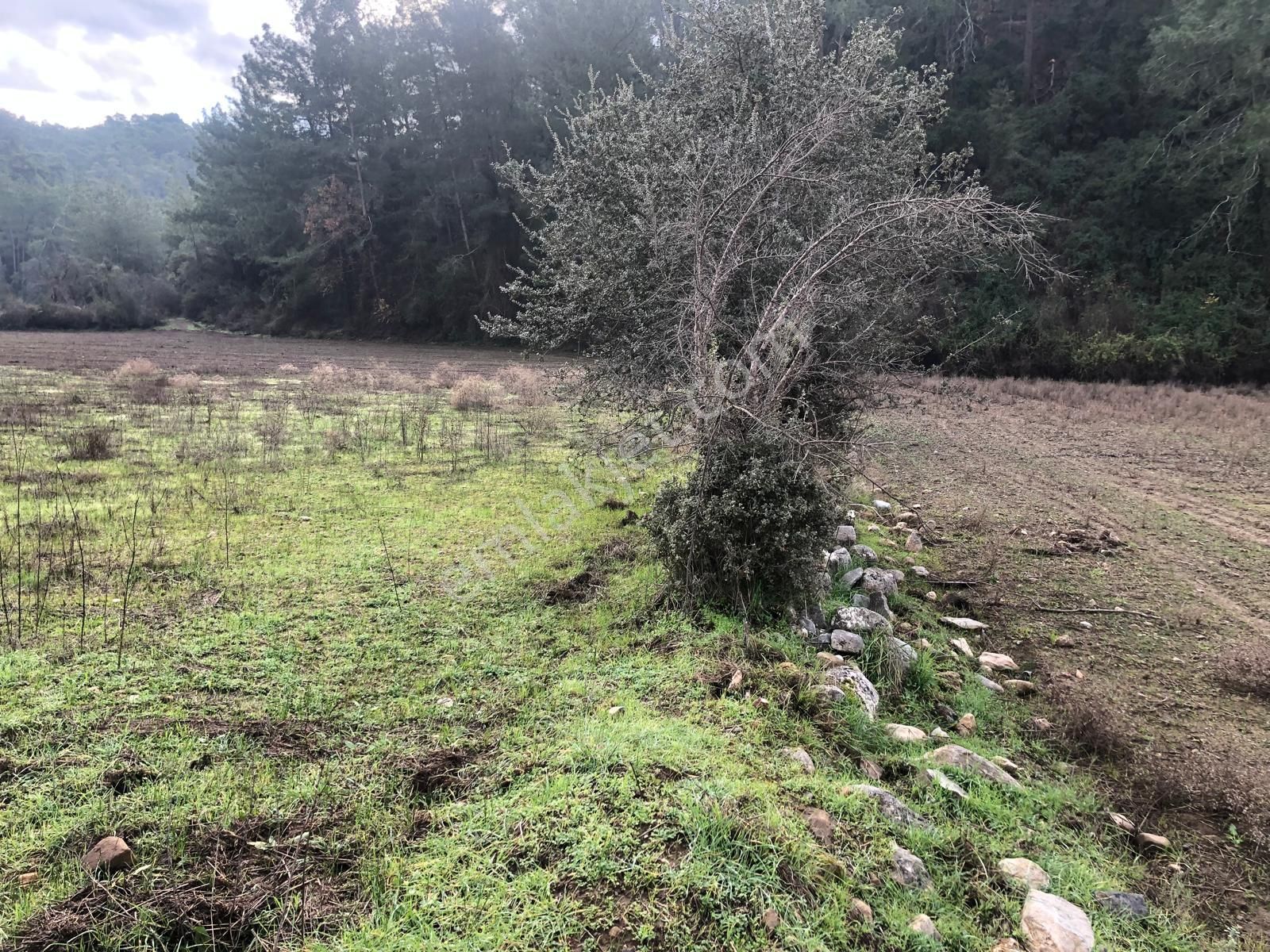 Muğla Ula Karbörtlen De Fırsat Arazi - Görsel 5