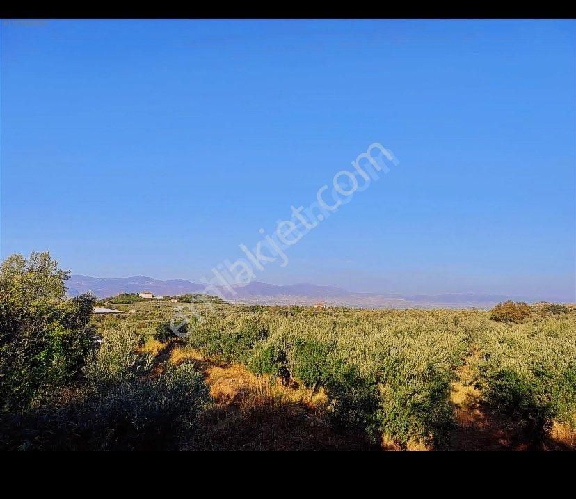 Alaşehir Esen Tepe Satılık Bağ & Bahçe Satılık Bağ Bahçe