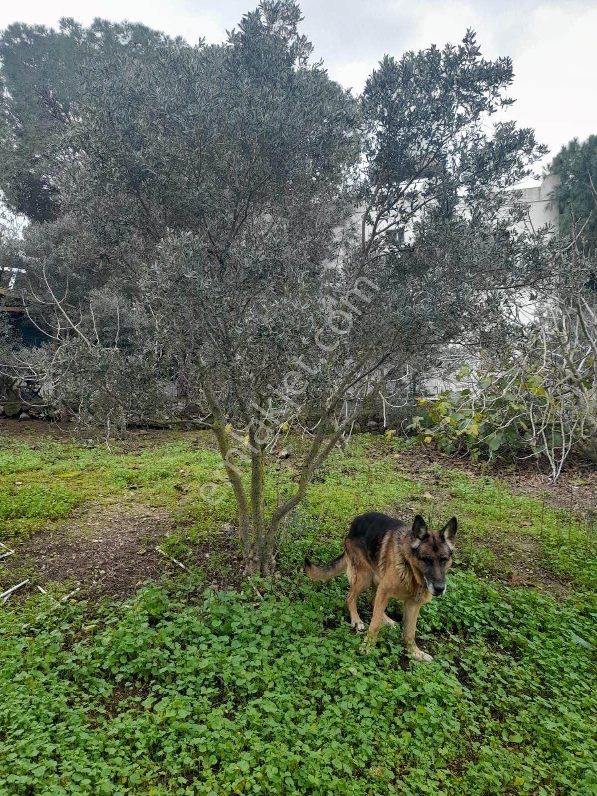 Bodrum Dereköy Satılık Tarla Bodrum Dereköy'de İmar Sınırında Yatırımlık Arazi