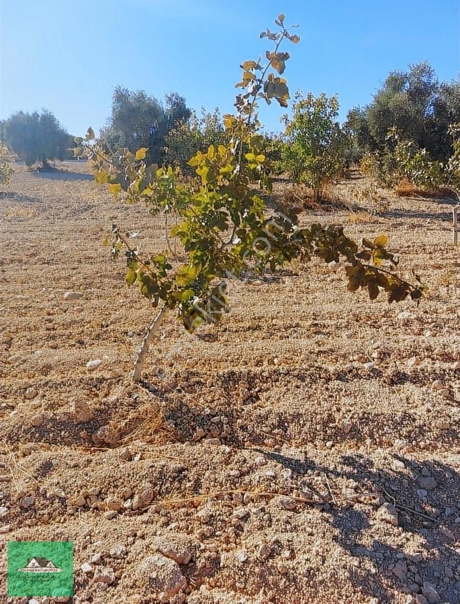 Uluyatırda 13.945 Metrekare Yolu Ve Suyu Olan Zeytinlik Satılık - Görsel 23