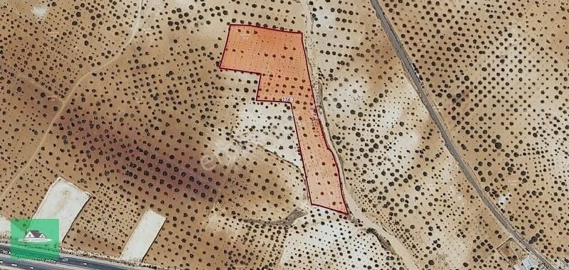 Uluyatırda 13.945 Metrekare Yolu Ve Suyu Olan Zeytinlik Satılık - Görsel 17