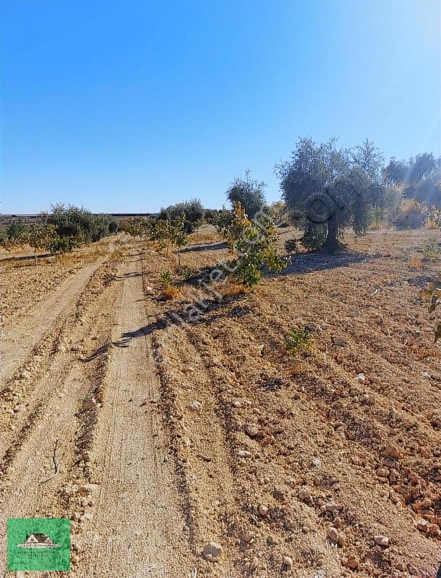 Uluyatırda 13.945 Metrekare Yolu Ve Suyu Olan Zeytinlik Satılık - Görsel 4