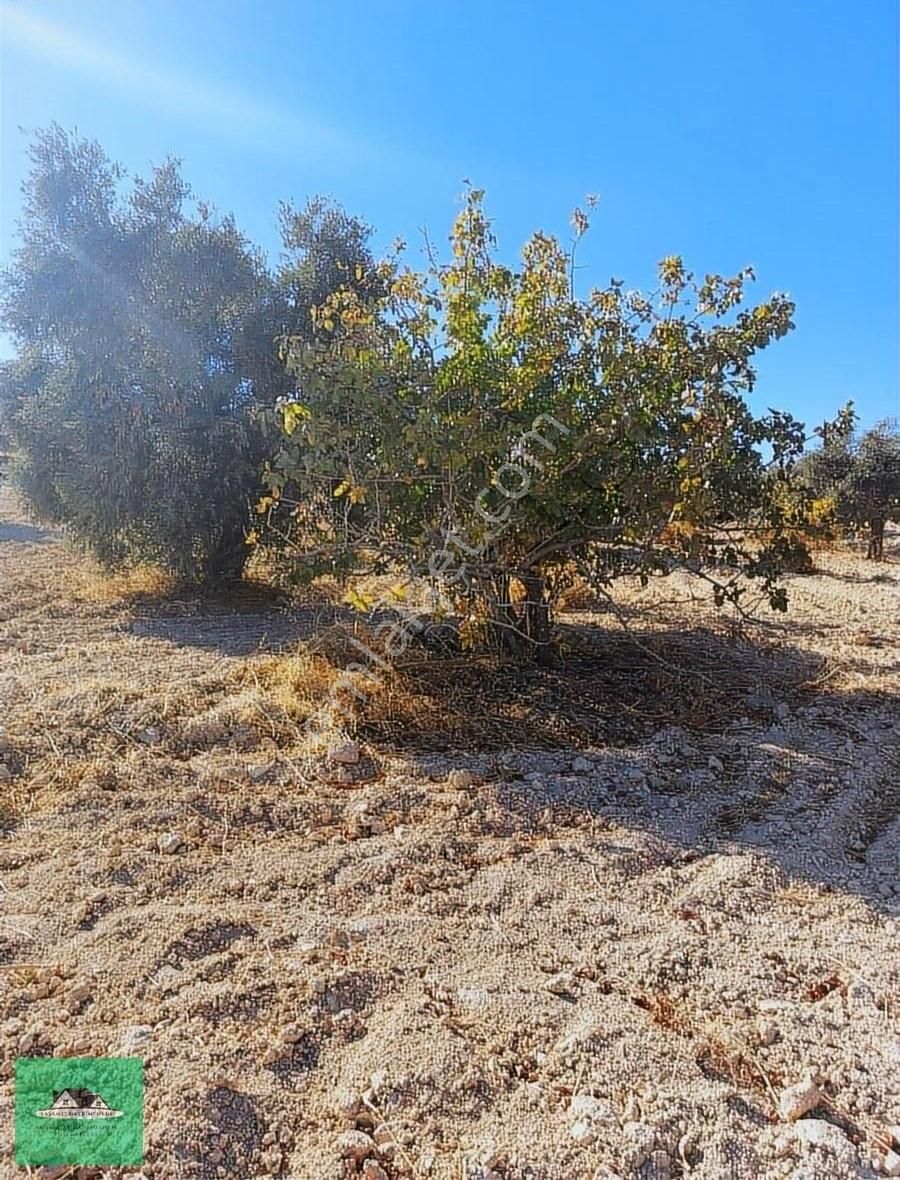 Uluyatırda 13.945 Metrekare Yolu Ve Suyu Olan Zeytinlik Satılık - Görsel 20