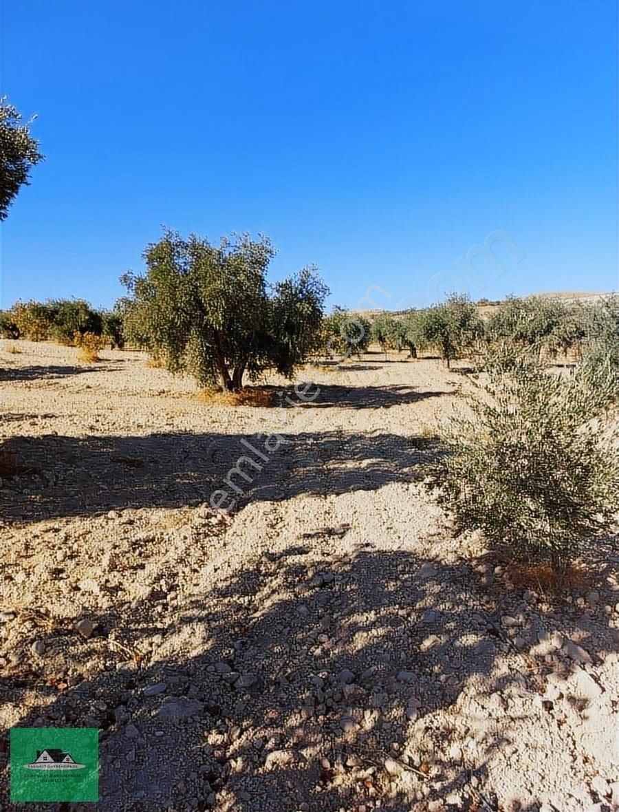 Uluyatırda 13.945 Metrekare Yolu Ve Suyu Olan Zeytinlik Satılık - Görsel 18