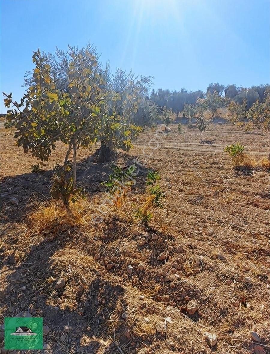 Uluyatırda 13.945 Metrekare Yolu Ve Suyu Olan Zeytinlik Satılık - Görsel 19