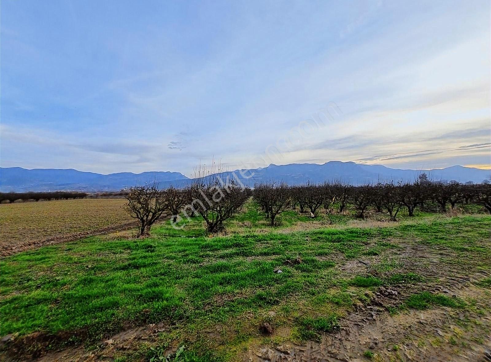 Pamukova Turgutlu Satılık Tarla Pamukova Turgutlu Mahallesinde 2200 M² Ayva Bahçesi