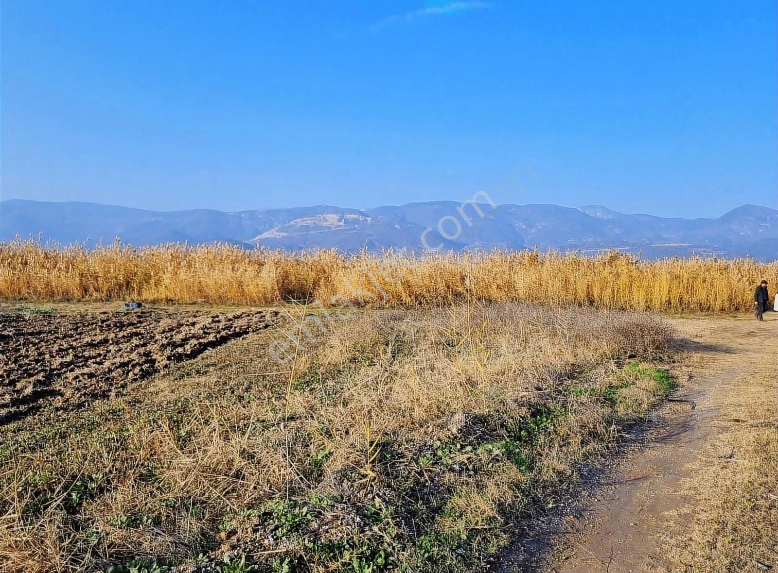 Pamukova Çardak Satılık Tarla Çardak Mahallesinde Hava Alanı Yanında 937 M² Tarla