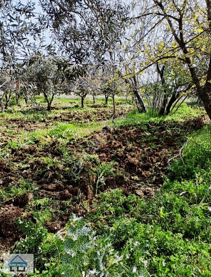 Aliağa Samurlu Satılık Zeytinlik Otoban Cepheli Müstakil Tapulu Zeytinlik