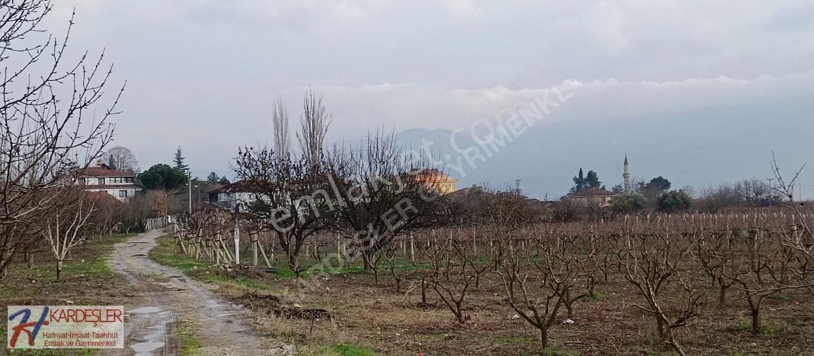 Pamukova Oruçlu Satılık Tarla Kaçırılmayacak Kupon Arazi Yolu Suyu Olan Şeftali Bahçesi