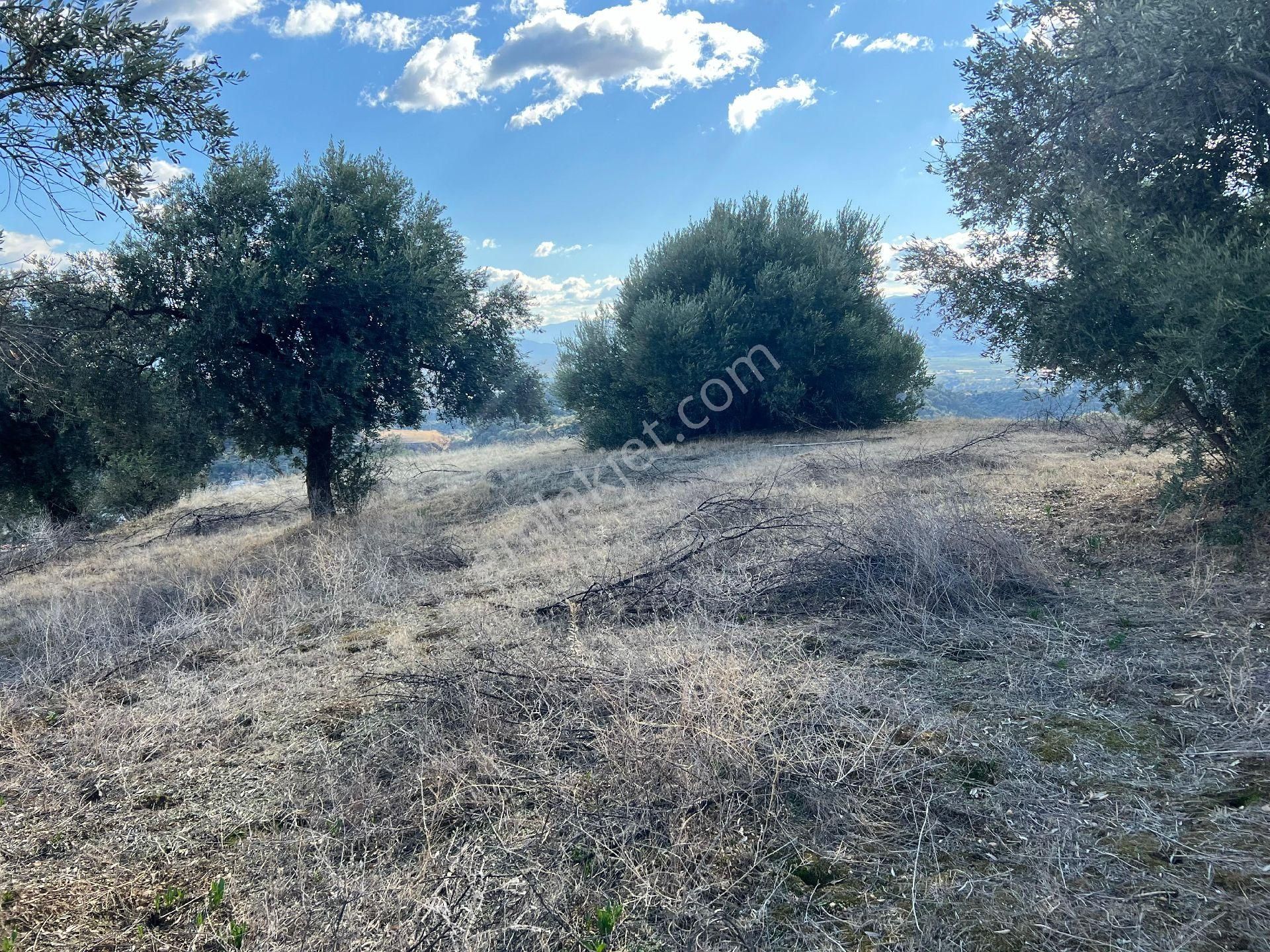 Nazilli Ocaklı Satılık Zeytinlik Ocaklıda Manzaralı Zeytinlik