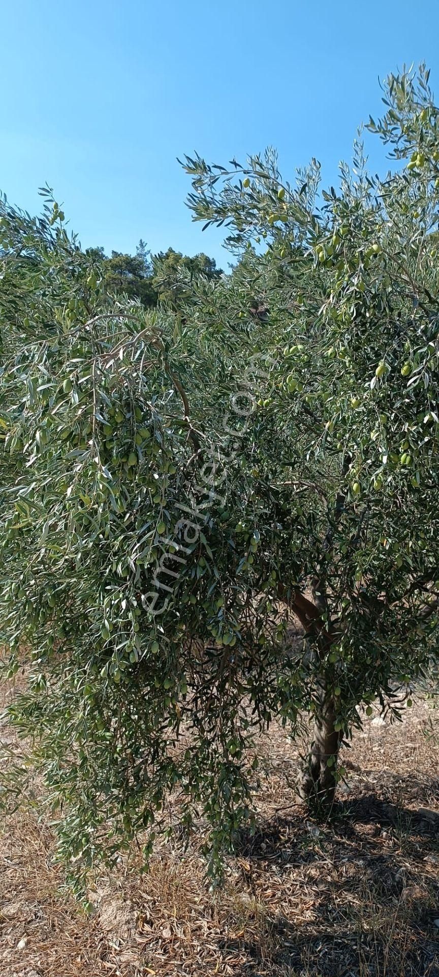 Karacasu Dedeler Satılık Zeytinlik Aydın Karacasu Dedeler Mah Satılık Zeytinlik