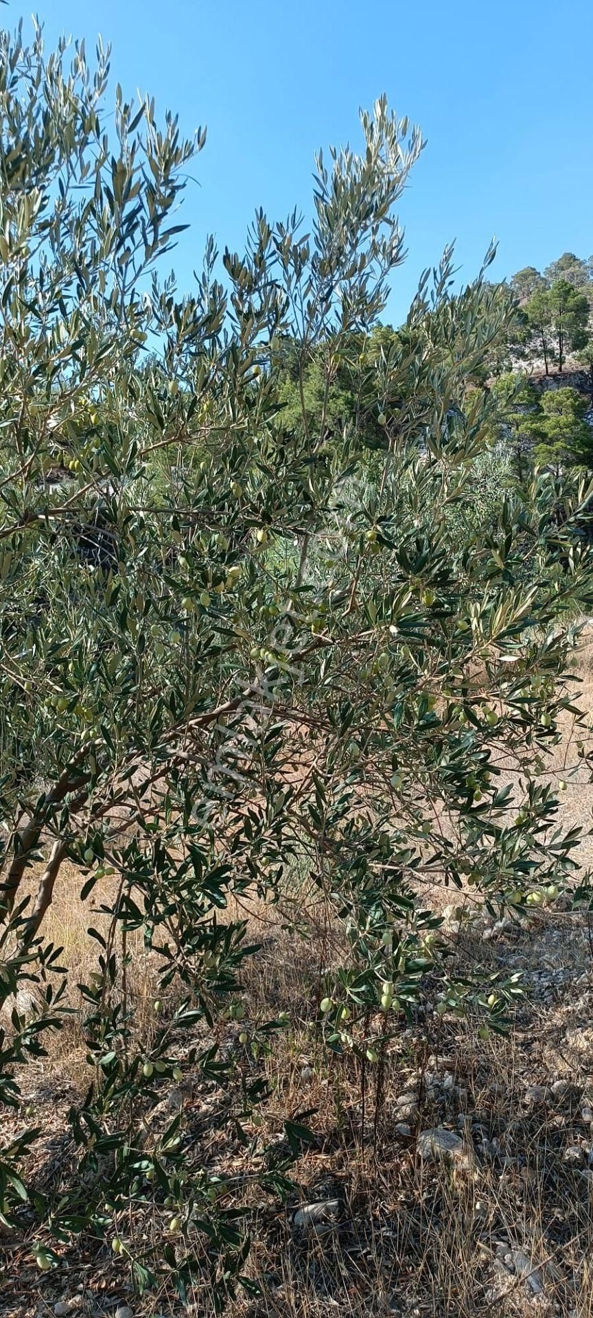Aydın Karacasu Dedeler Mah Satılık Zeytinlik - Görsel 4