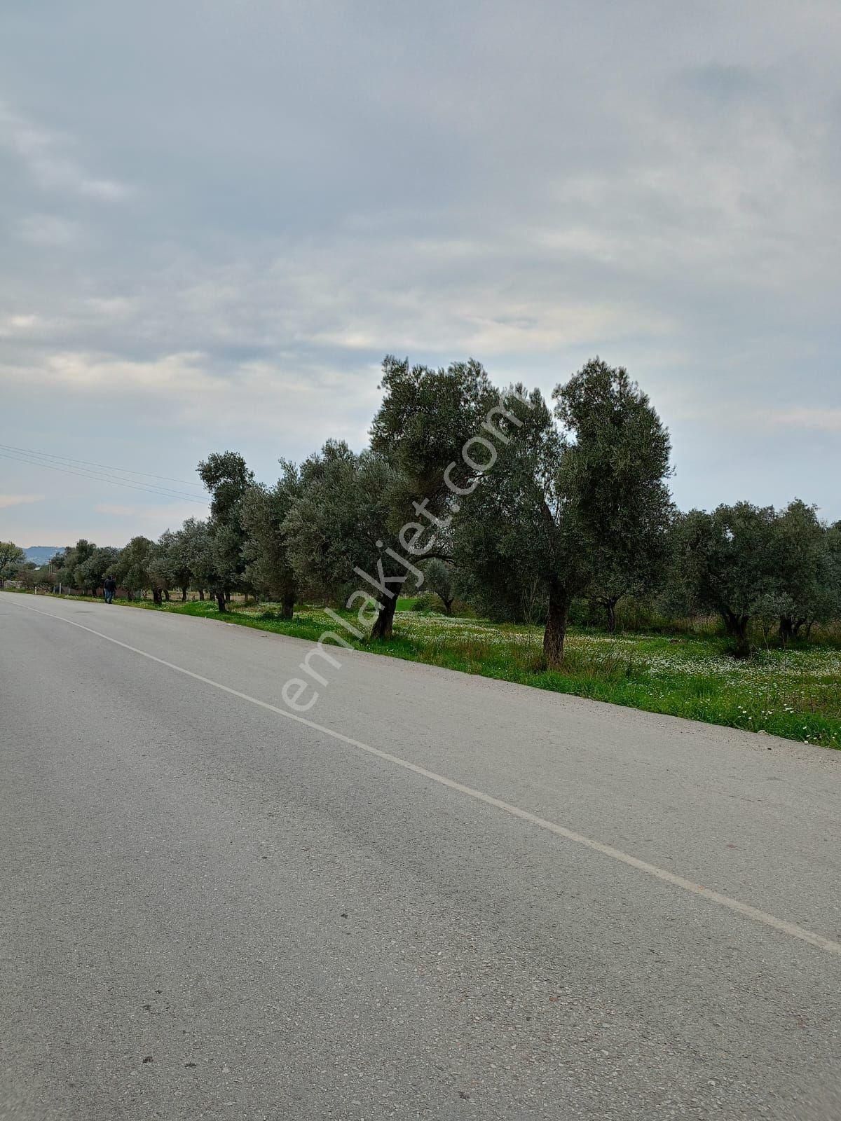 Torbalı Çamlıca Satılık Tarla Çamlıca Köyünde Asfalto Sıfır Satılık Zeytin Tarla