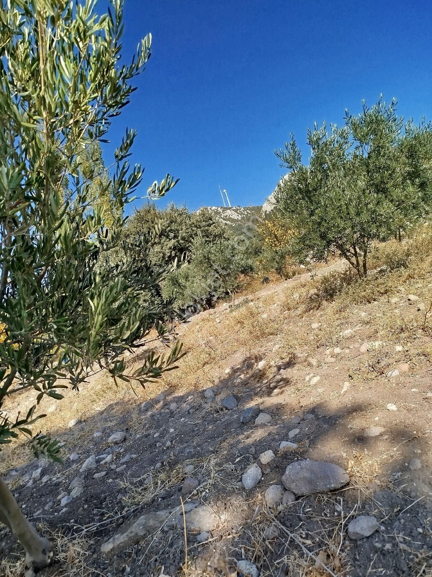 Bergama Çamoba Satılık Zeytinlik Bergama Çamoba Köyünde Satılık Zeytinlik