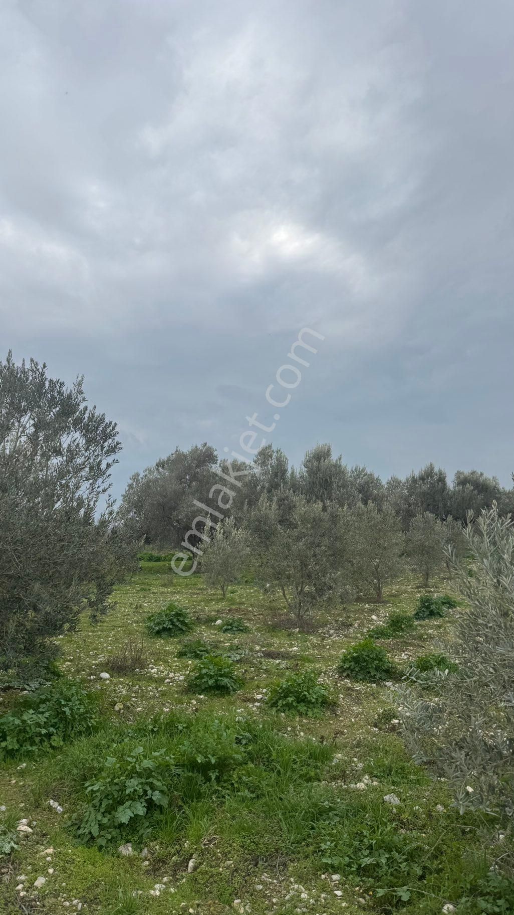 Beyaz Gayrimenkulden Satılık Karaoğlanlı 8.300 M2 Zeytinlik - Görsel 12