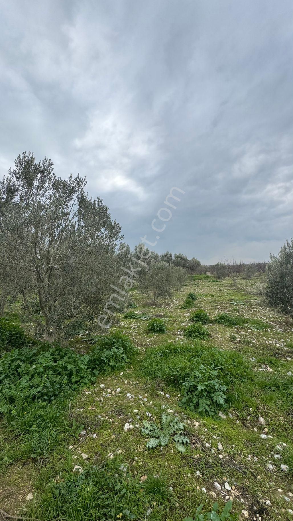 Beyaz Gayrimenkulden Satılık Karaoğlanlı 8.300 M2 Zeytinlik - Görsel 9