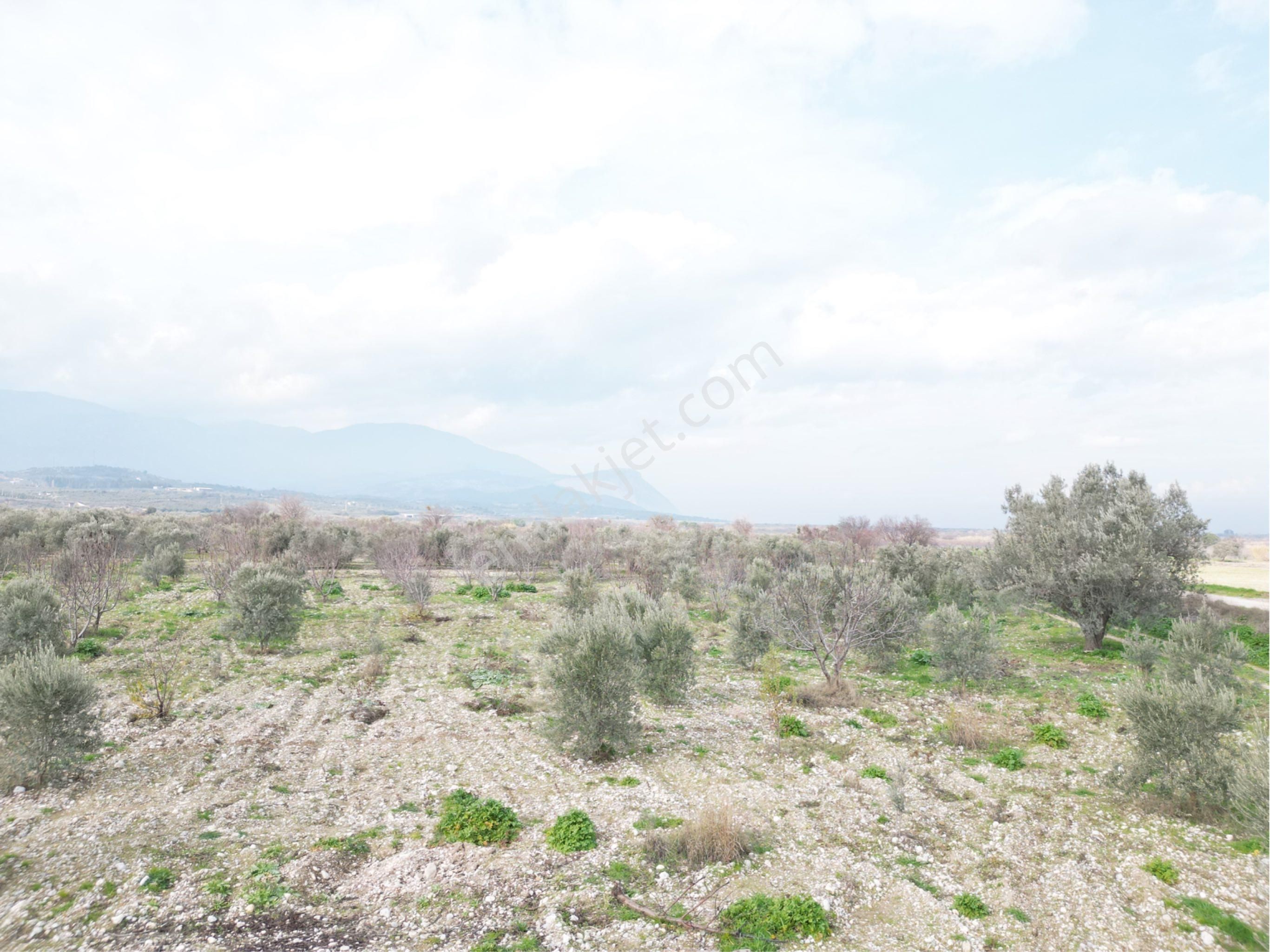 Beyaz Gayrimenkulden Satılık Karaoğlanlı 8.300 M2 Zeytinlik - Görsel 35