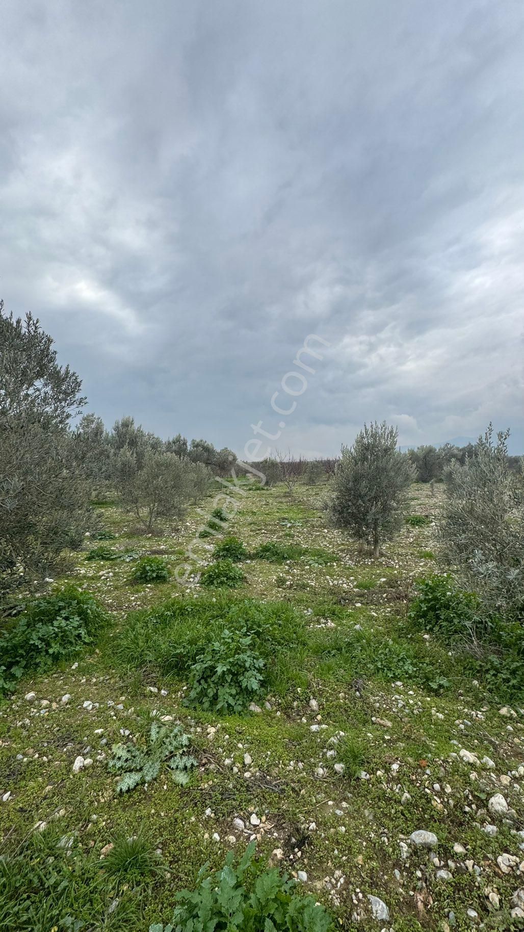 Beyaz Gayrimenkulden Satılık Karaoğlanlı 8.300 M2 Zeytinlik - Görsel 8