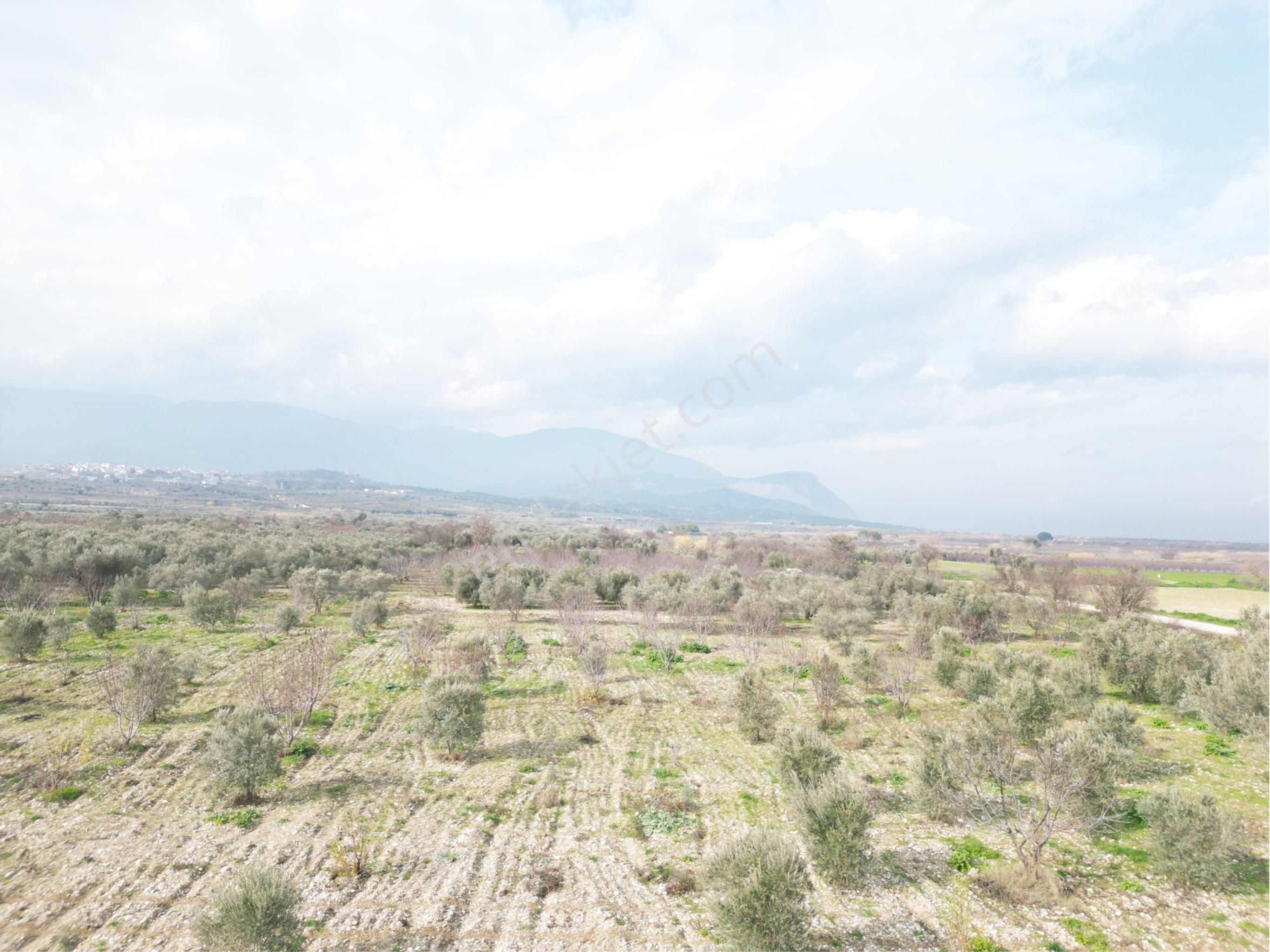 Beyaz Gayrimenkulden Satılık Karaoğlanlı 8.300 M2 Zeytinlik - Görsel 25
