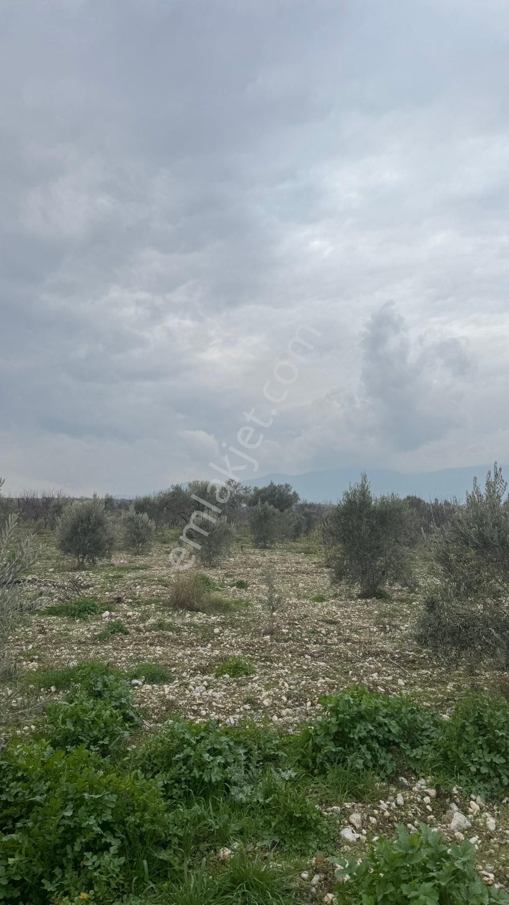 Beyaz Gayrimenkulden Satılık Karaoğlanlı 8.300 M2 Zeytinlik - Görsel 10