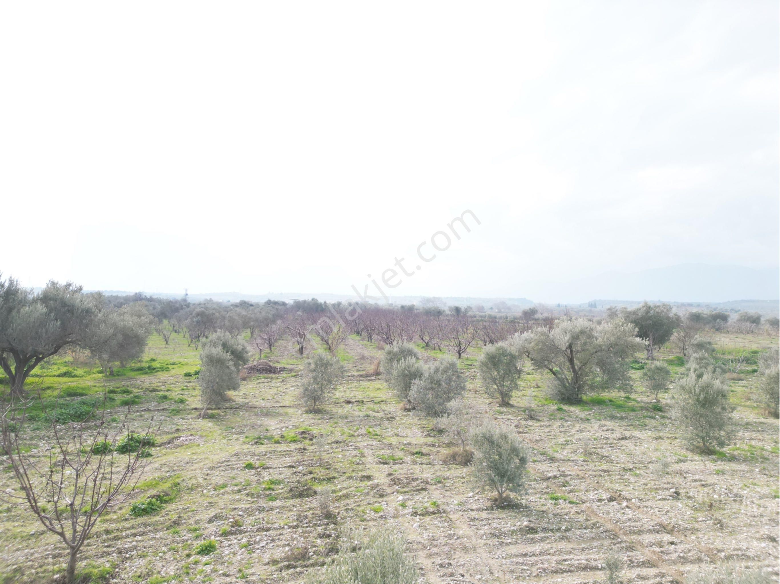 Beyaz Gayrimenkulden Satılık Karaoğlanlı 8.300 M2 Zeytinlik - Görsel 27