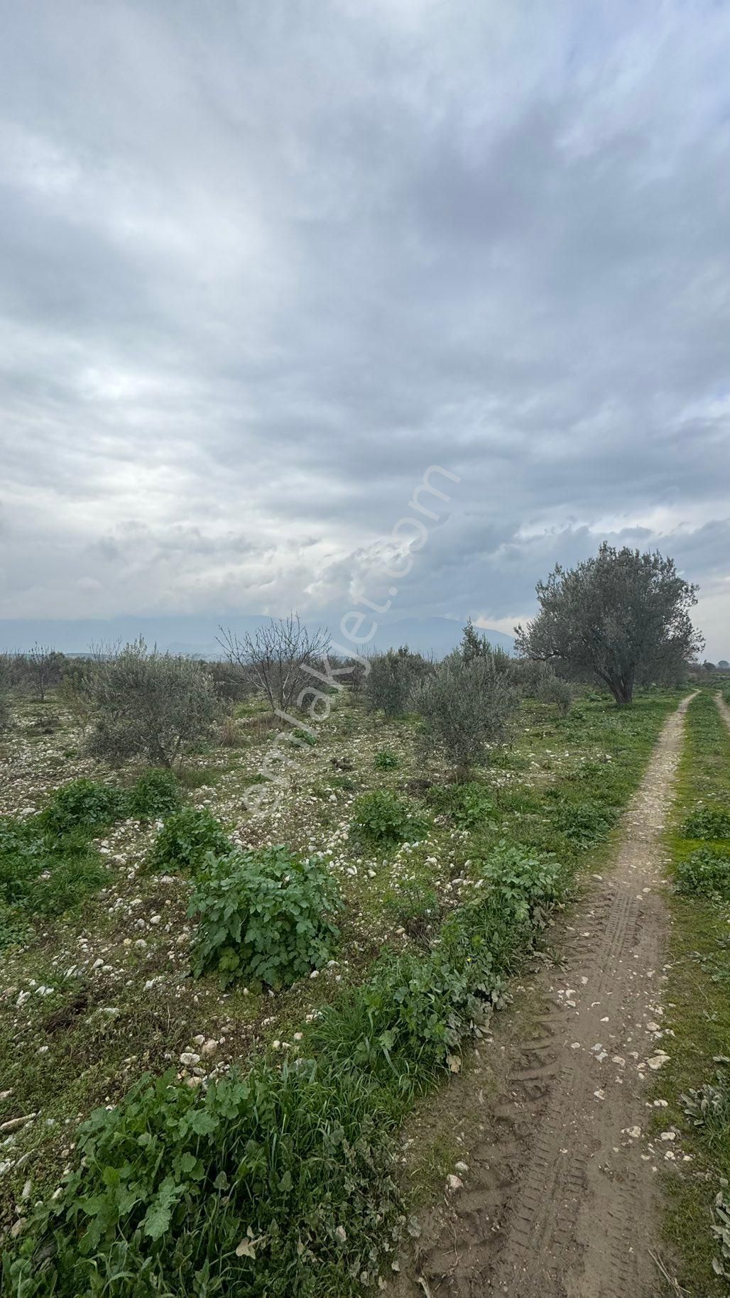 Beyaz Gayrimenkulden Satılık Karaoğlanlı 8.300 M2 Zeytinlik - Görsel 6