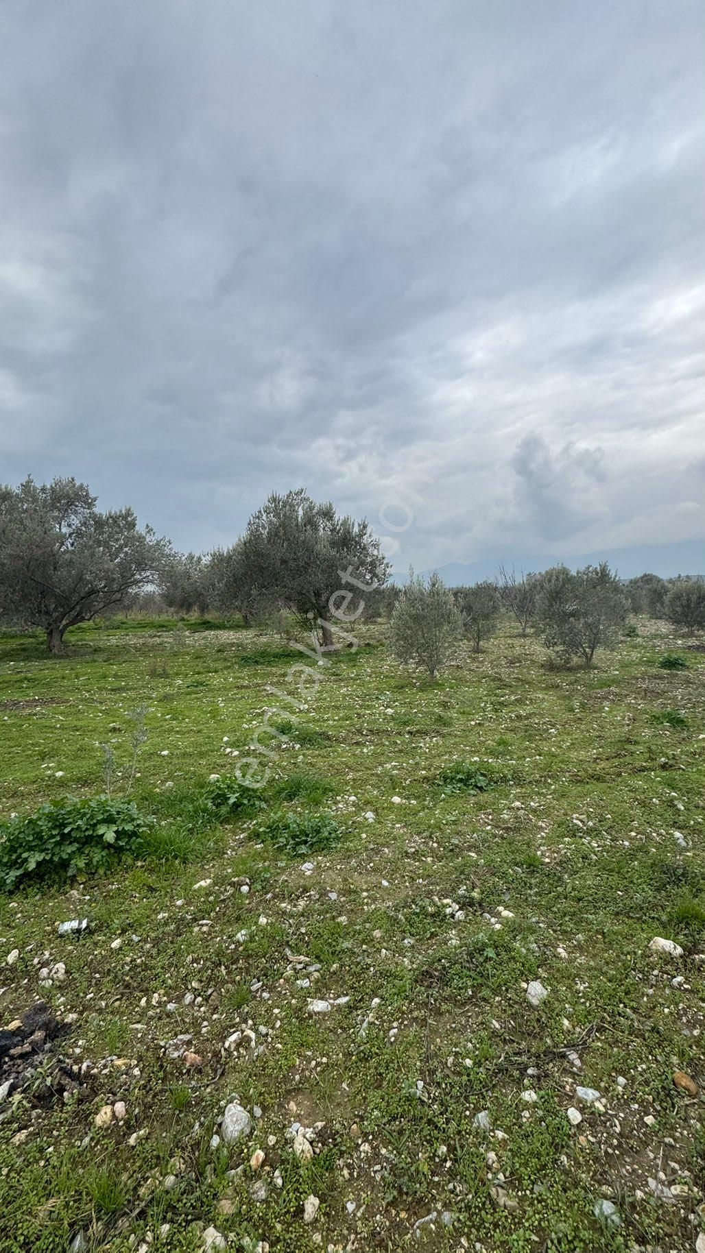 Beyaz Gayrimenkulden Satılık Karaoğlanlı 8.300 M2 Zeytinlik - Görsel 2