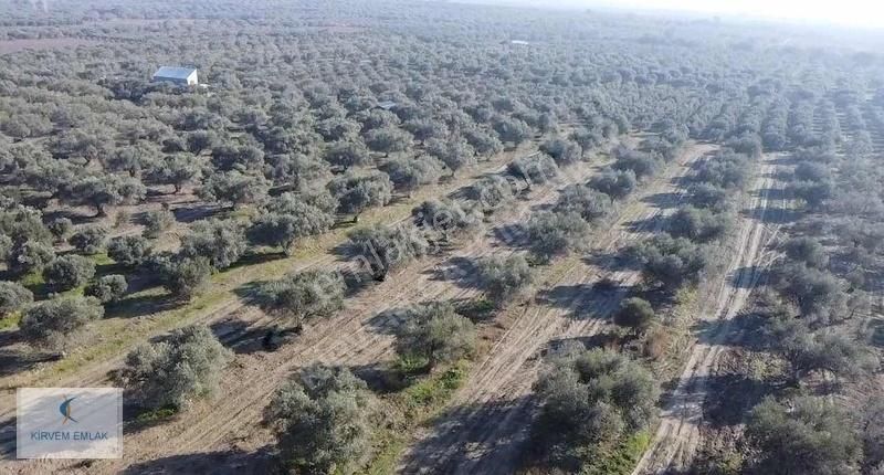 Saruhanlı Kepenekli Satılık Zeytinlik Kirvem Emlak'tan Asvalt Cepheli Harika Zeytinlik