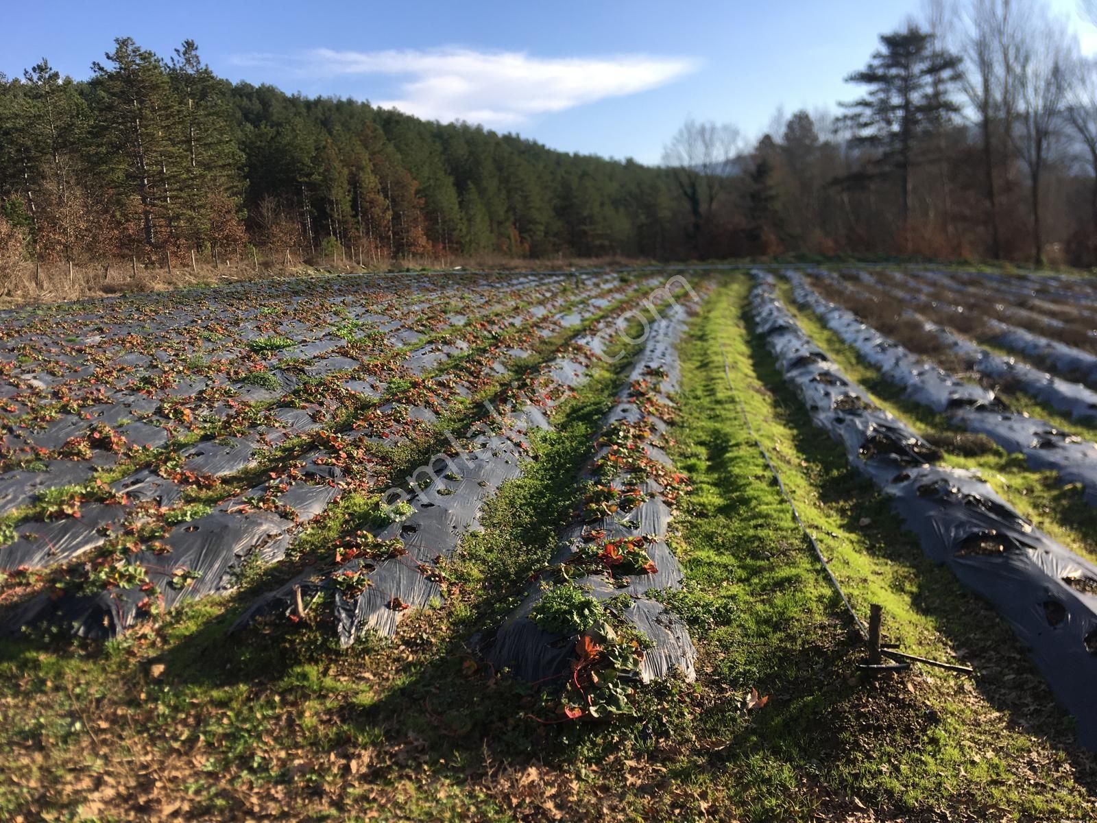 Yenice Yeni Satılık Tarla Çanakkale Yenice'de Satılık 3.181 M2 Tarla