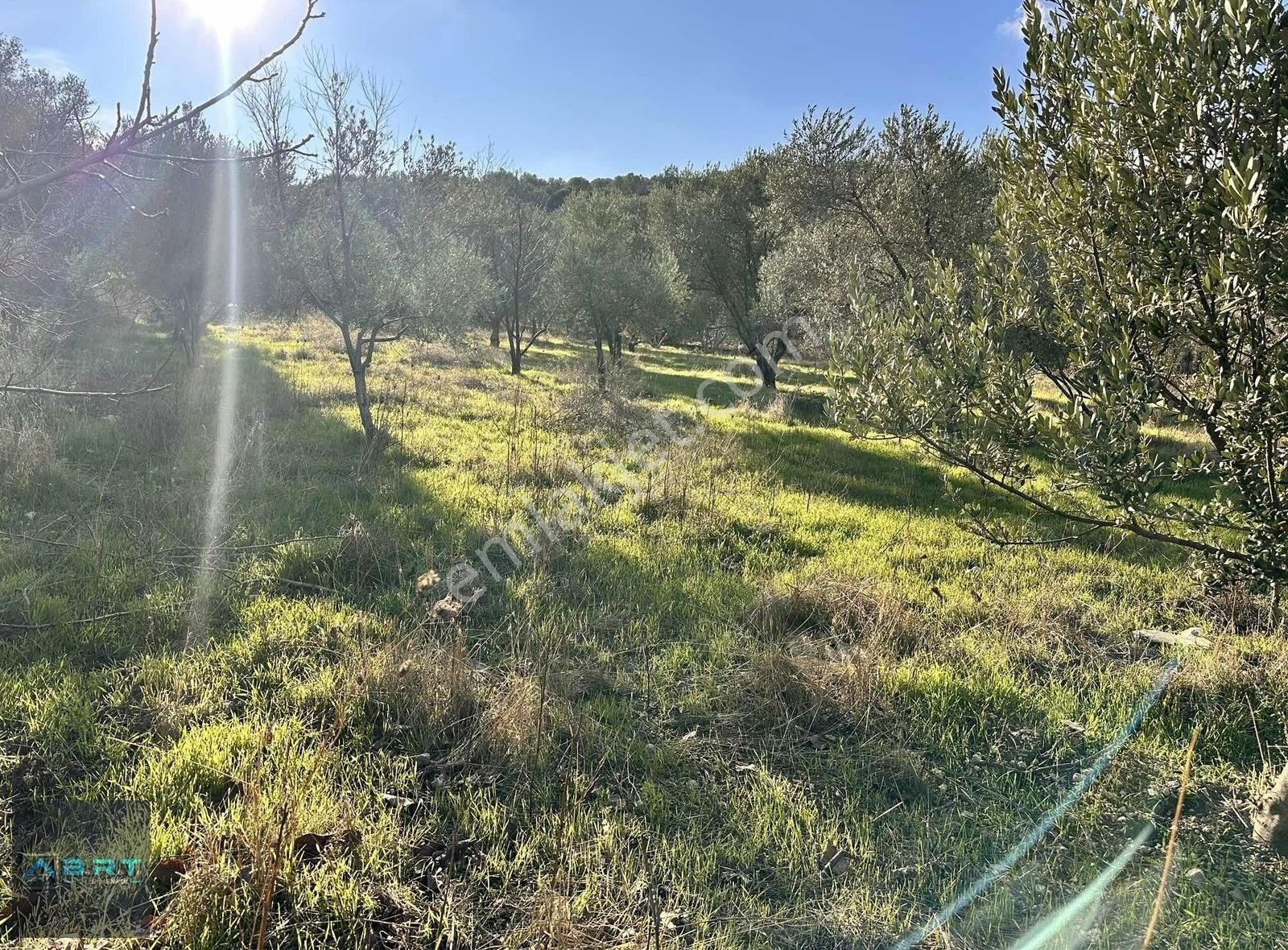 Karaburun Eğlenhoca Satılık Tarla Karaburun Eğlenhoca' Da Satılık Zeytinli Tarla