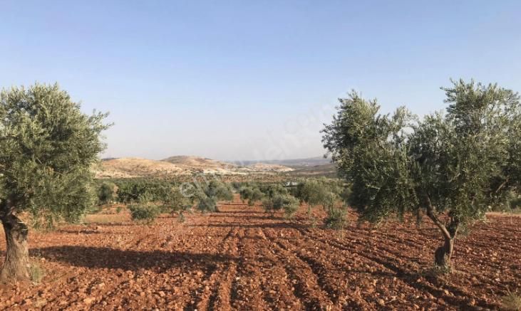 Nizip Kocatepe Satılık Arazi Kocatepe Nizip 'de Satılık Bağevlik Mükemmel Arazi. Otobanın Dibinde