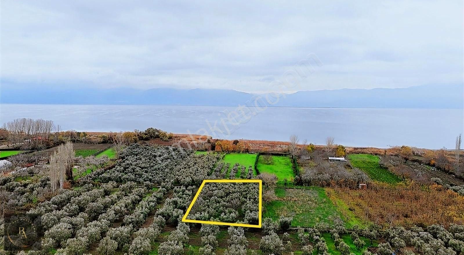 Orhangazi Çakırlı Satılık Zeytinlik Bal'dan Orhangazi Çakırlı'da Satılık Göl Kenarı Zeytinlik