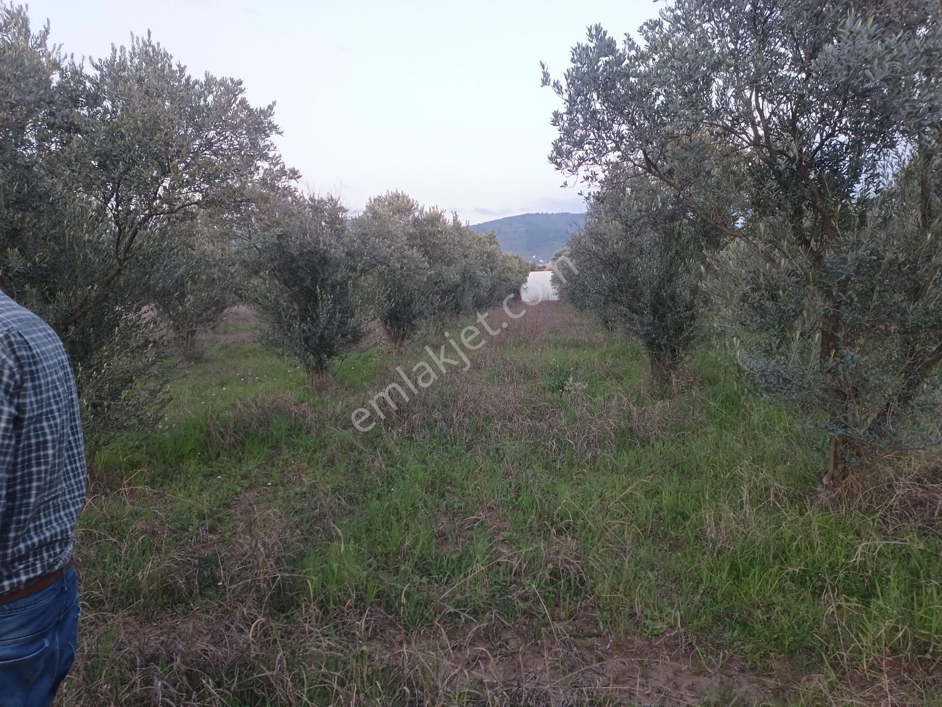 Torbalı Dirmil Satılık Tarla İzmir Torbalı Gold Emlaktan Satılık Harika Zeytin Bahçesi