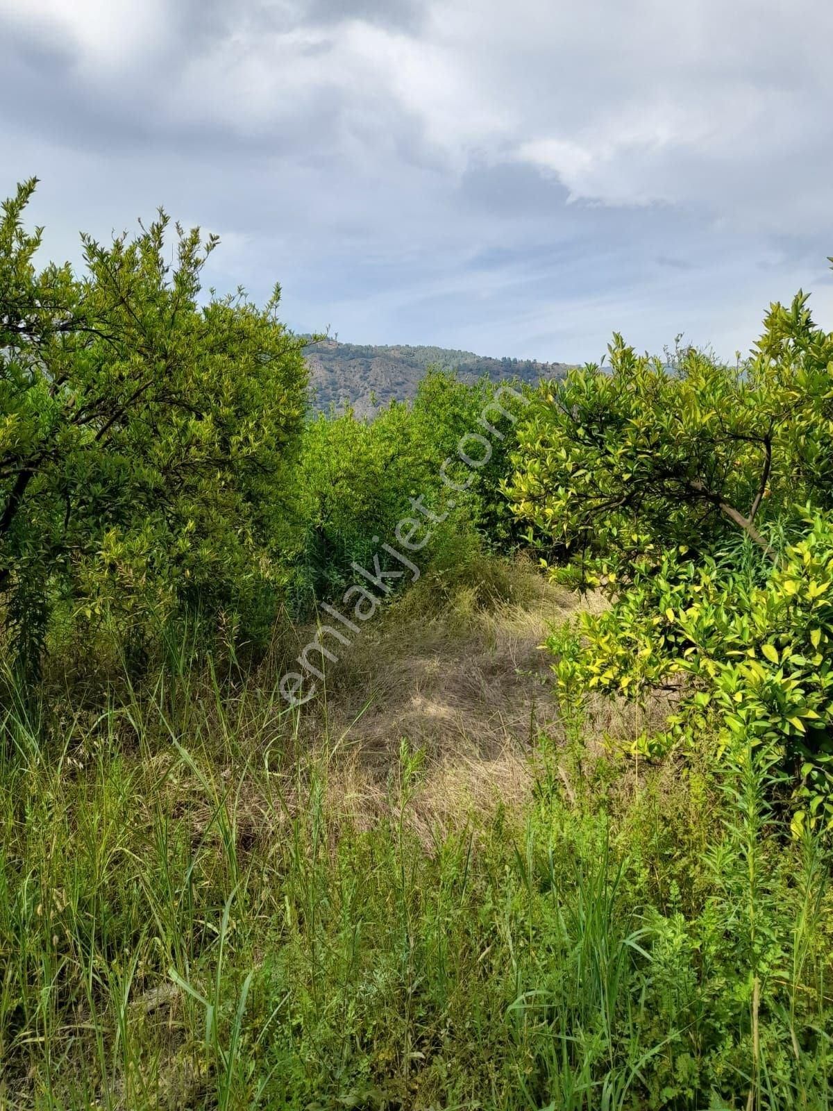 Köyceğiz Döğüşbelen Satılık Bağ & Bahçe Köyceğiz Döğüşbelen Mah. Satılık 8690 M2 Narenciye Bahçesi