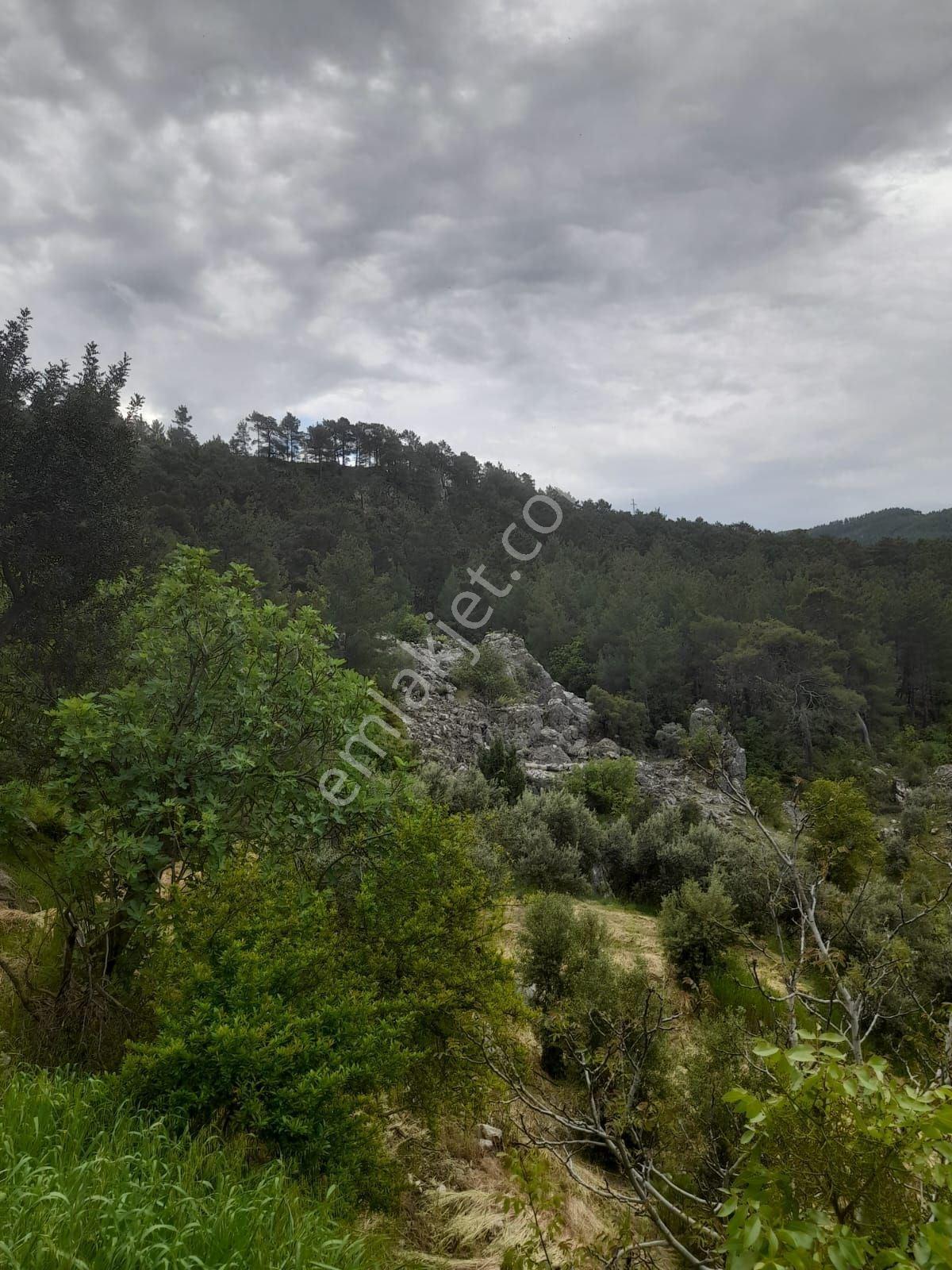 Dalaman Narlıda Satılık 8506 M2 Bahçe Ve Köyevi - Görsel 12