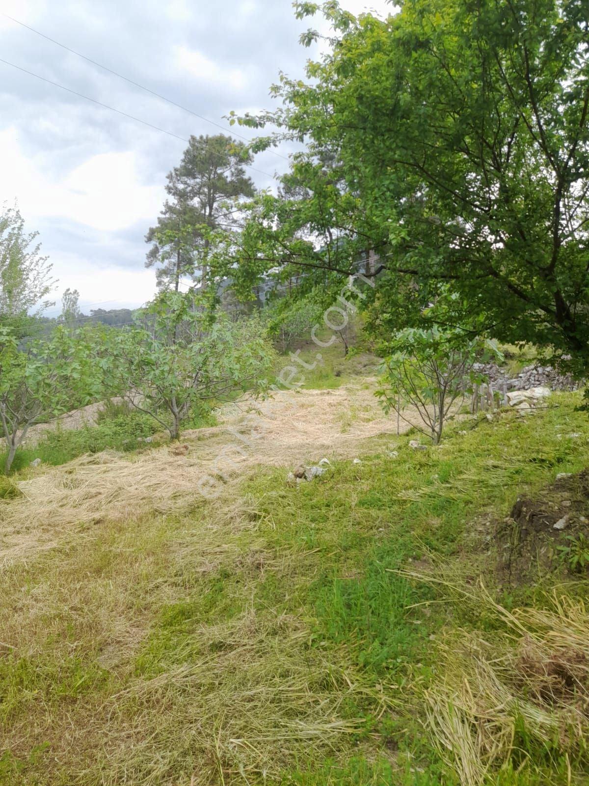 Dalaman Narlıda Satılık 8506 M2 Bahçe Ve Köyevi - Görsel 11