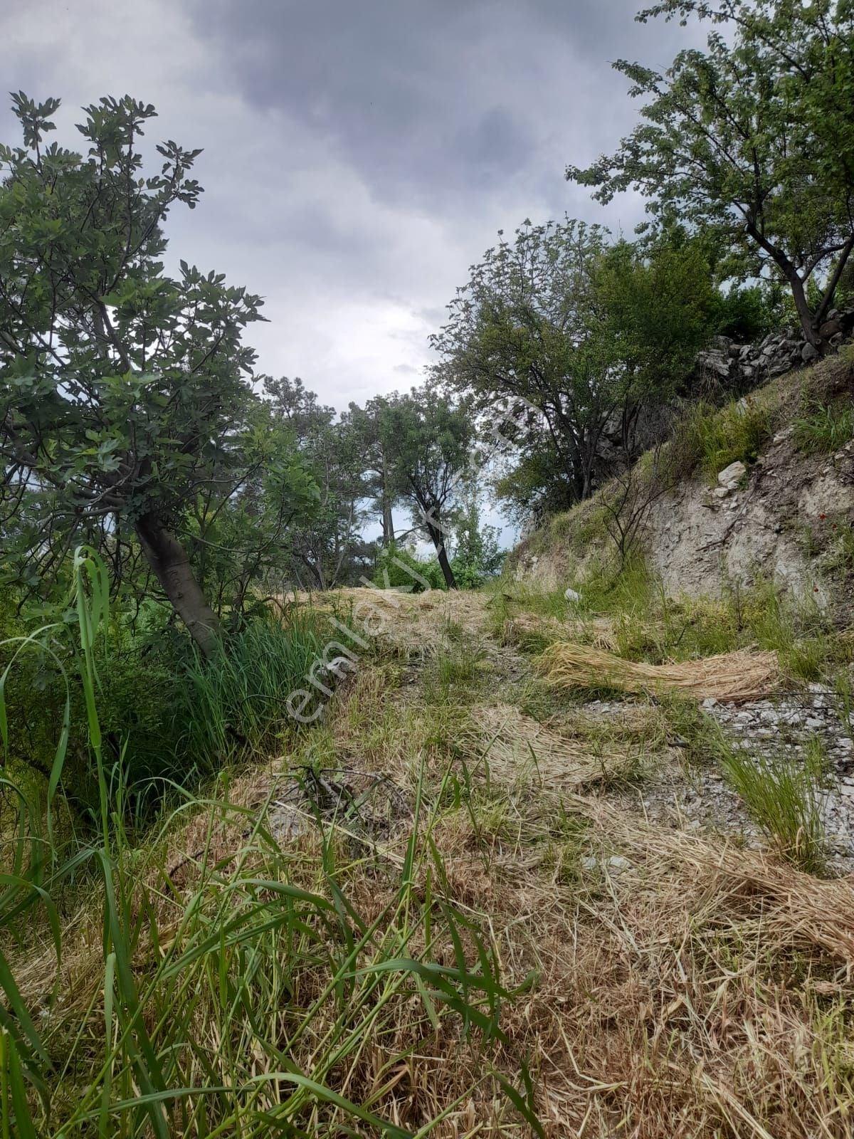 Dalaman Narlıda Satılık 8506 M2 Bahçe Ve Köyevi - Görsel 15