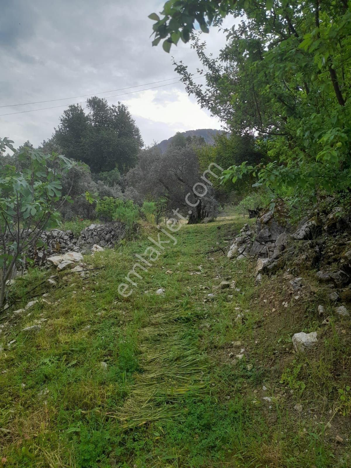 Dalaman Narlıda Satılık 8506 M2 Bahçe Ve Köyevi - Görsel 7
