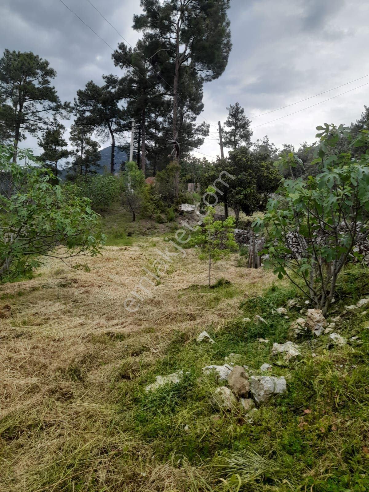 Dalaman Narlıda Satılık 8506 M2 Bahçe Ve Köyevi - Görsel 8